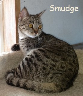 Smudge