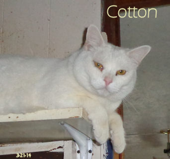 Cotton