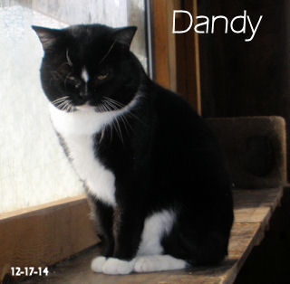 Dandy