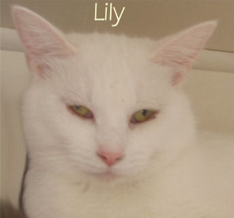 Lily