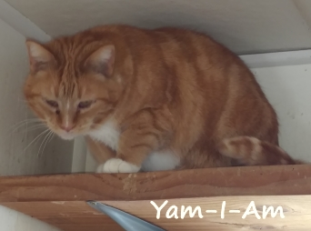 Yam-I-Am