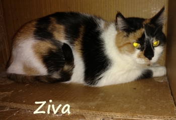 Ziva/zelda