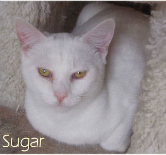 Sugar